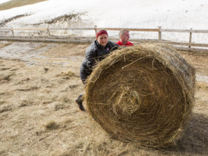 Canadian hay bales - much more manageable than a Swedish hay bale. 